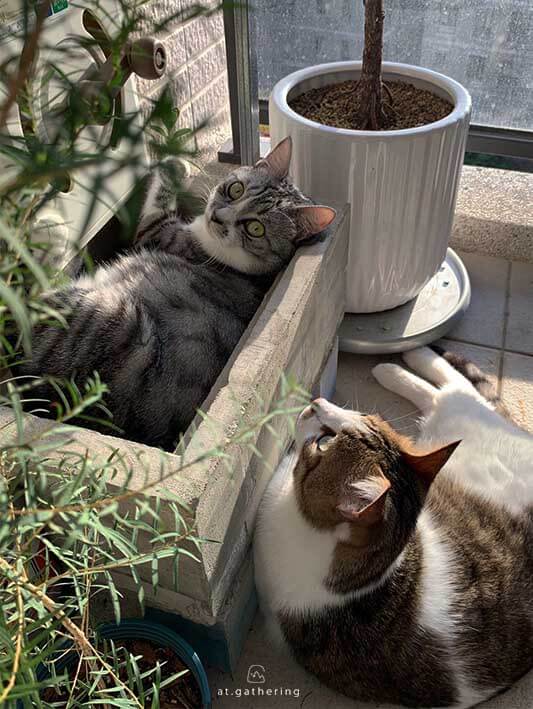 貓很享受陽台的太陽